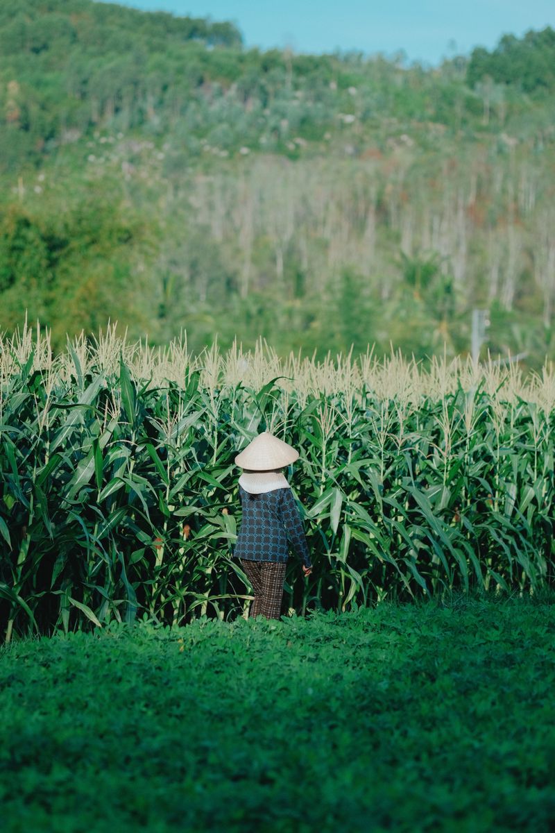 A solitary Vietnamese farmer working a lush cornfield in the countryside during daytime.